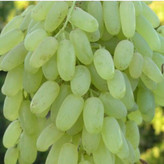 کشمش سبز قلمی ممتاز کارتن 5 کیلویی (درجه یک)