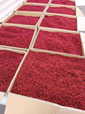 زرشک پفکی درجه یک (یک کیلویی)